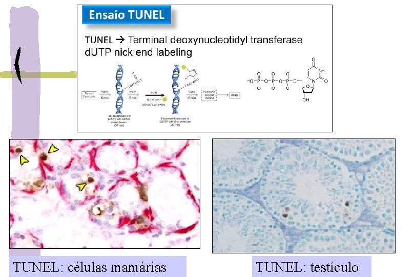 TUNEL: células mamárias TUNEL: testículo 