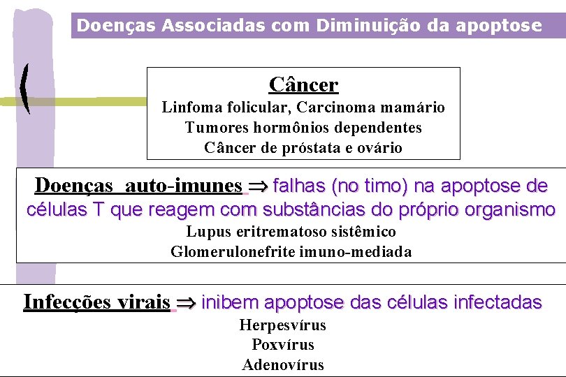Doenças Associadas com Diminuição da apoptose Câncer Linfoma folicular, Carcinoma mamário Tumores hormônios dependentes