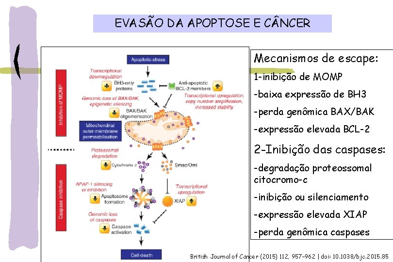 EVASÃO DA APOPTOSE E C NCER Mecanismos de escape: 1 -inibição de MOMP -baixa