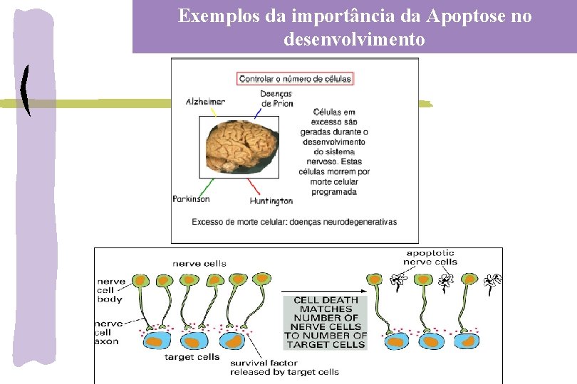 Exemplos da importância da Apoptose no desenvolvimento 