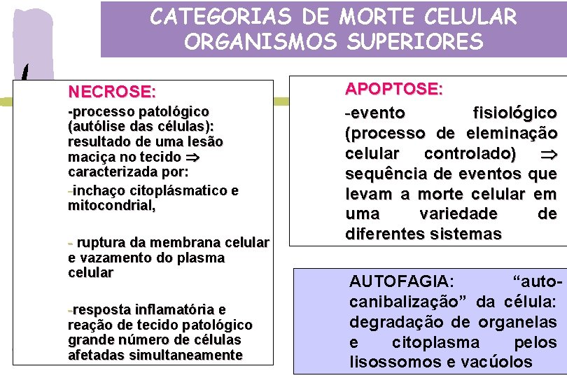 CATEGORIAS DE MORTE CELULAR ORGANISMOS SUPERIORES NECROSE: -processo patológico (autólise das células): resultado de
