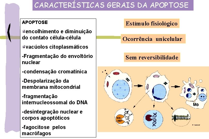 CARACTERÍSTICAS GERAIS DA APOPTOSE encolhimento e diminuição do contato célula-célula Estímulo fisiológico Ocorrência unicelular