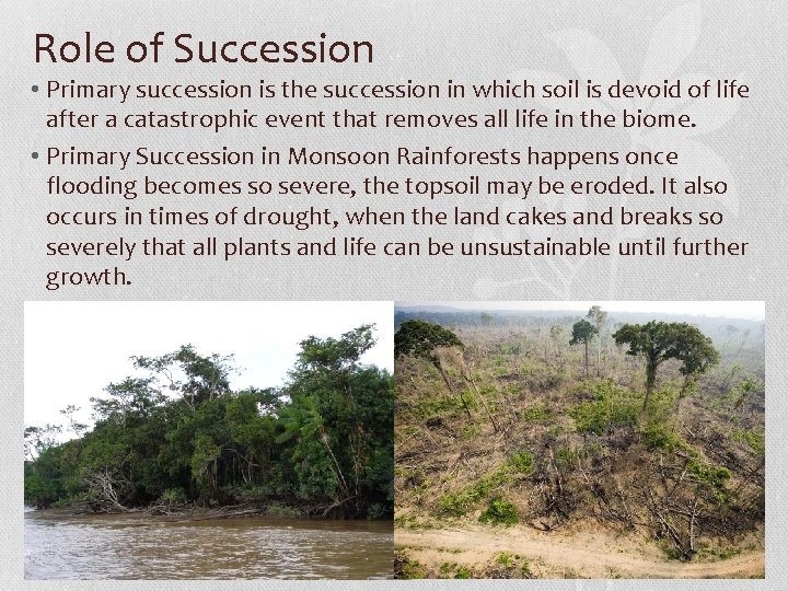 Role of Succession • Primary succession is the succession in which soil is devoid