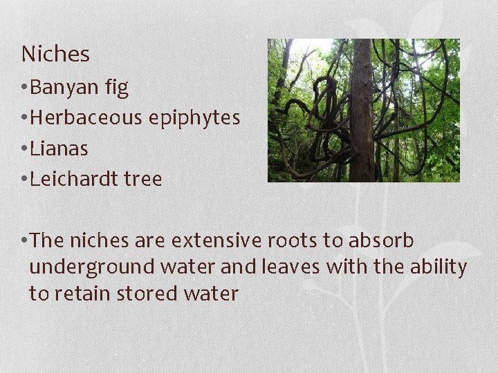 Niches • Banyan fig • Herbaceous epiphytes • Lianas • Leichardt tree • The