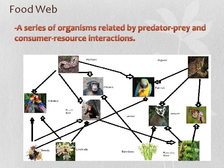 Food Web -A series of organisms related by predator-prey and consumer-resource interactions. 