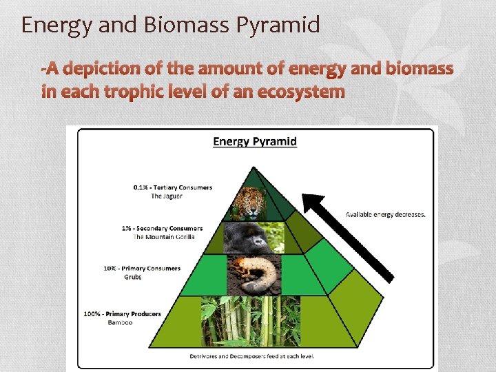 Energy and Biomass Pyramid -A depiction of the amount of energy and biomass in