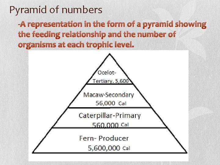 Pyramid of numbers -A representation in the form of a pyramid showing the feeding