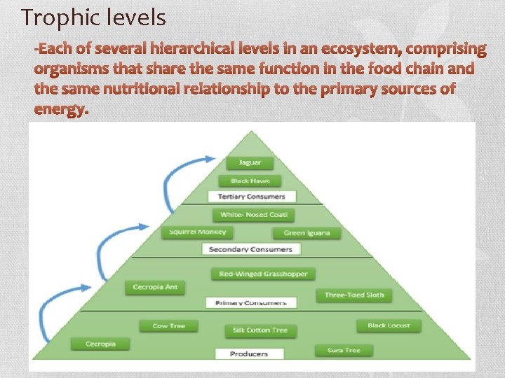 Trophic levels -Each of several hierarchical levels in an ecosystem, comprising organisms that share