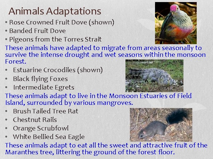 Animals Adaptations • Rose Crowned Fruit Dove (shown) • Banded Fruit Dove • Pigeons