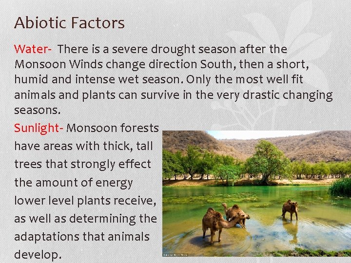 Abiotic Factors Water- There is a severe drought season after the Monsoon Winds change