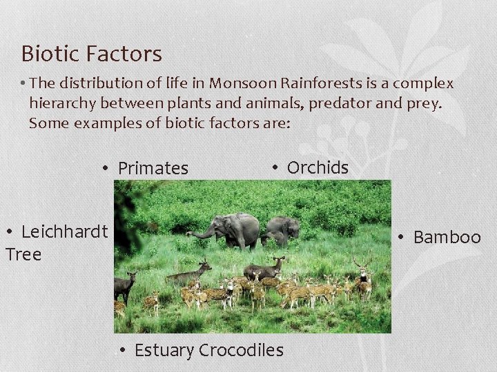 Biotic Factors • The distribution of life in Monsoon Rainforests is a complex hierarchy