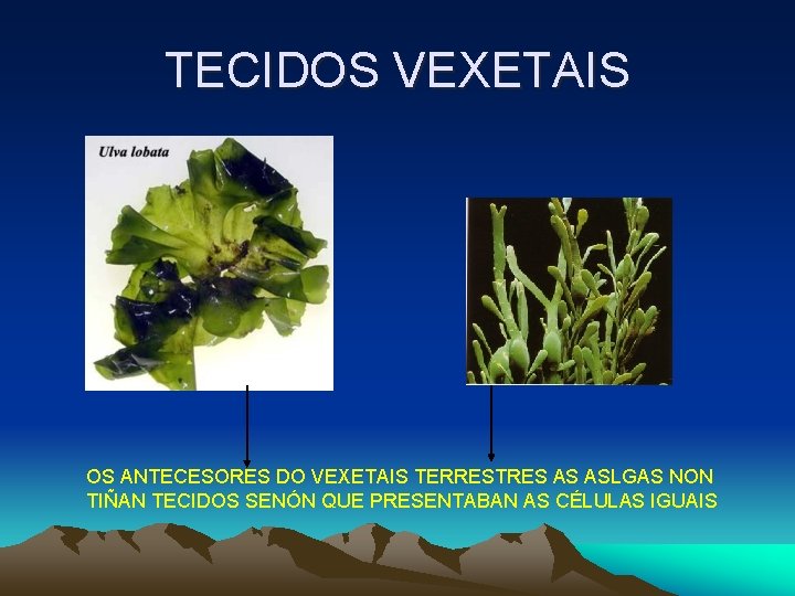 TECIDOS VEXETAIS OS ANTECESORES DO VEXETAIS TERRESTRES AS ASLGAS NON TIÑAN TECIDOS SENÓN QUE TECIDOS VEXETAIS OS ANTECESORES DO VEXETAIS TERRESTRES AS ASLGAS NON TIÑAN TECIDOS SENÓN QUE