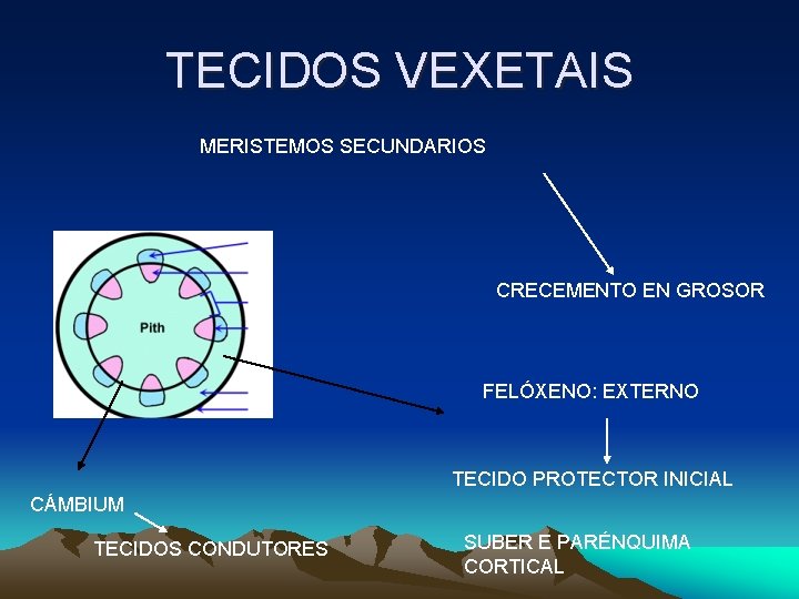 TECIDOS VEXETAIS MERISTEMOS SECUNDARIOS CRECEMENTO EN GROSOR FELÓXENO: EXTERNO TECIDO PROTECTOR INICIAL CÁMBIUM TECIDOS TECIDOS VEXETAIS MERISTEMOS SECUNDARIOS CRECEMENTO EN GROSOR FELÓXENO: EXTERNO TECIDO PROTECTOR INICIAL CÁMBIUM TECIDOS