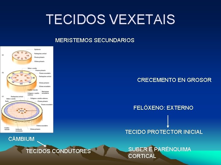 TECIDOS VEXETAIS MERISTEMOS SECUNDARIOS CRECEMENTO EN GROSOR FELÓXENO: EXTERNO TECIDO PROTECTOR INICIAL CÁMBIUM TECIDOS TECIDOS VEXETAIS MERISTEMOS SECUNDARIOS CRECEMENTO EN GROSOR FELÓXENO: EXTERNO TECIDO PROTECTOR INICIAL CÁMBIUM TECIDOS