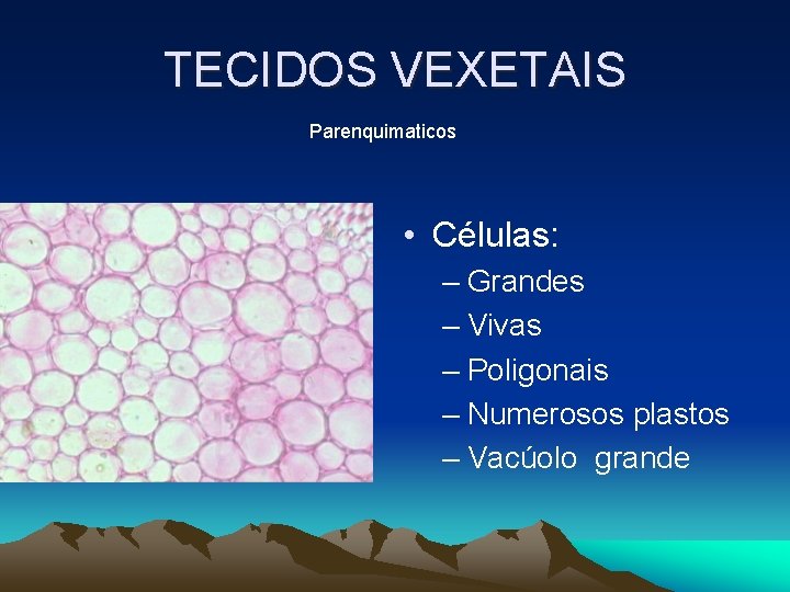 TECIDOS VEXETAIS Parenquimaticos • Células: – Grandes – Vivas – Poligonais – Numerosos plastos TECIDOS VEXETAIS Parenquimaticos • Células: – Grandes – Vivas – Poligonais – Numerosos plastos