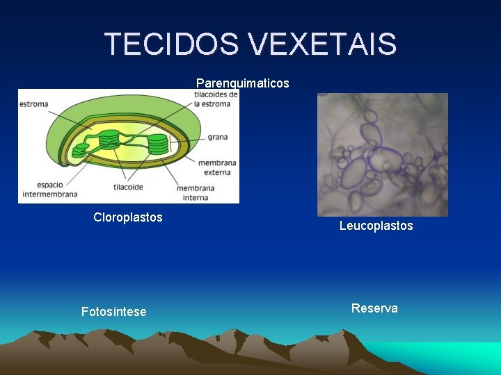 TECIDOS VEXETAIS Parenquimaticos Cloroplastos Fotosíntese Leucoplastos Reserva TECIDOS VEXETAIS Parenquimaticos Cloroplastos Fotosíntese Leucoplastos Reserva