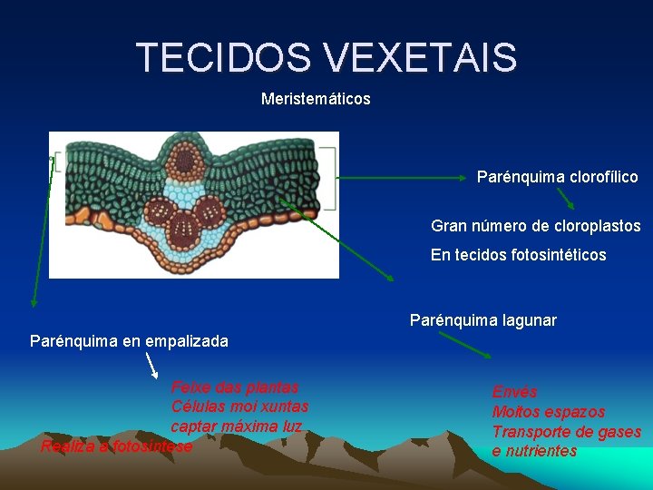 TECIDOS VEXETAIS Meristemáticos Parénquima clorofílico Gran número de cloroplastos En tecidos fotosintéticos Parénquima lagunar TECIDOS VEXETAIS Meristemáticos Parénquima clorofílico Gran número de cloroplastos En tecidos fotosintéticos Parénquima lagunar