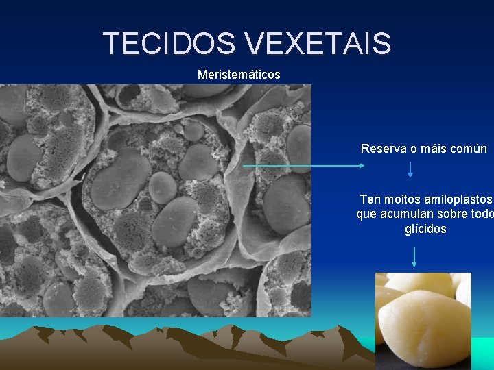 TECIDOS VEXETAIS Meristemáticos Reserva o máis común Ten moitos amiloplastos que acumulan sobre todo TECIDOS VEXETAIS Meristemáticos Reserva o máis común Ten moitos amiloplastos que acumulan sobre todo