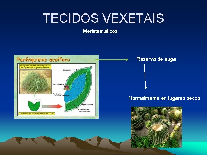 TECIDOS VEXETAIS Meristemáticos Reserva de auga Normalmente en lugares secos TECIDOS VEXETAIS Meristemáticos Reserva de auga Normalmente en lugares secos