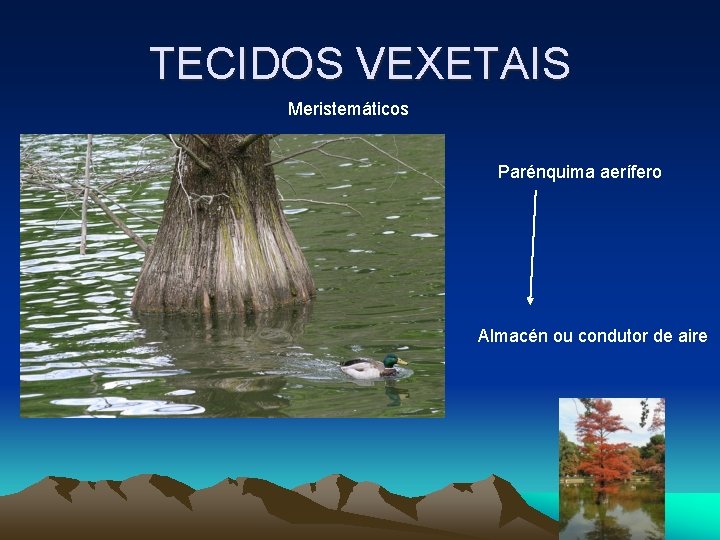 TECIDOS VEXETAIS Meristemáticos Parénquima aerífero Almacén ou condutor de aire TECIDOS VEXETAIS Meristemáticos Parénquima aerífero Almacén ou condutor de aire