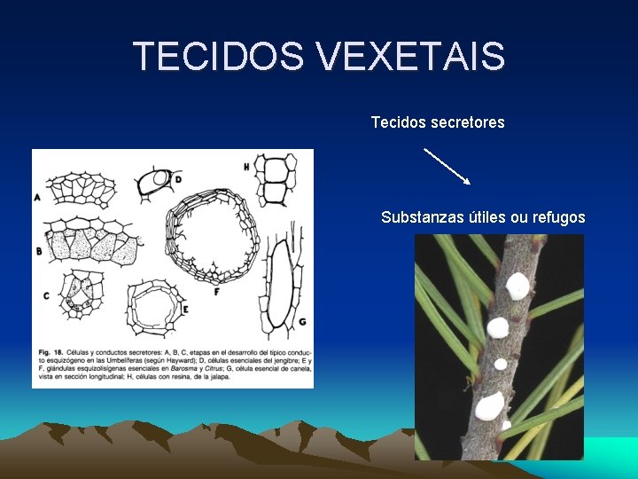 TECIDOS VEXETAIS Tecidos secretores Substanzas útiles ou refugos TECIDOS VEXETAIS Tecidos secretores Substanzas útiles ou refugos