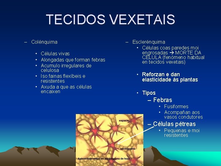 TECIDOS VEXETAIS – Colénquima • Células vivas • Alongadas que forman febras • Acumulo TECIDOS VEXETAIS – Colénquima • Células vivas • Alongadas que forman febras • Acumulo