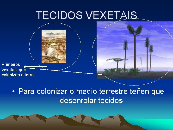 TECIDOS VEXETAIS Primeiros vexetais que colonizan a terra • Para colonizar o medio terrestre TECIDOS VEXETAIS Primeiros vexetais que colonizan a terra • Para colonizar o medio terrestre