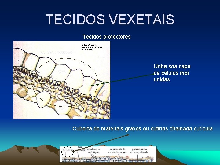 TECIDOS VEXETAIS Tecidos protectores Unha soa capa de células moi unidas Cuberta de materiais TECIDOS VEXETAIS Tecidos protectores Unha soa capa de células moi unidas Cuberta de materiais