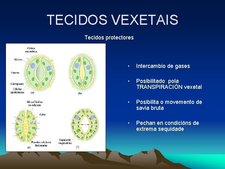 TECIDOS VEXETAIS Tecidos protectores • Intercambio de gases • Posibilitado pola TRANSPIRACIÓN vexetal • TECIDOS VEXETAIS Tecidos protectores • Intercambio de gases • Posibilitado pola TRANSPIRACIÓN vexetal •