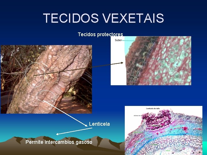 TECIDOS VEXETAIS Tecidos protectores Lenticela Permite intercambios gasoso TECIDOS VEXETAIS Tecidos protectores Lenticela Permite intercambios gasoso