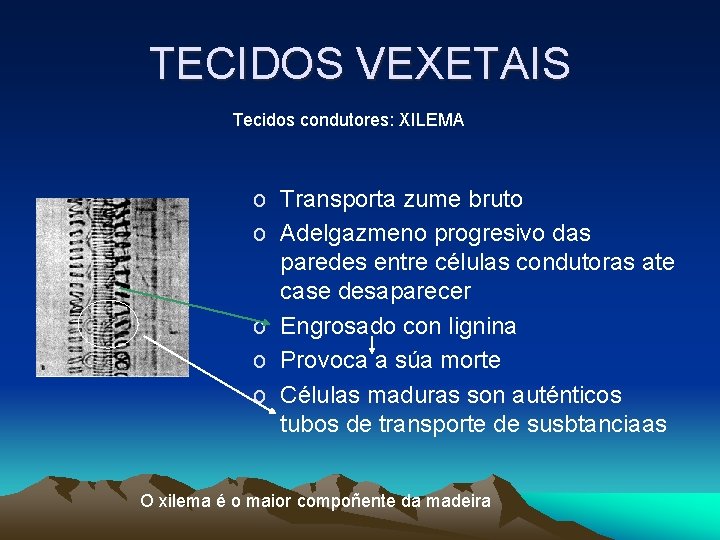 TECIDOS VEXETAIS Tecidos condutores: XILEMA o Transporta zume bruto o Adelgazmeno progresivo das paredes TECIDOS VEXETAIS Tecidos condutores: XILEMA o Transporta zume bruto o Adelgazmeno progresivo das paredes