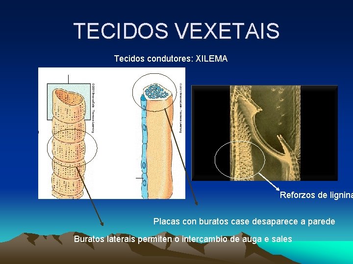 TECIDOS VEXETAIS Tecidos condutores: XILEMA Reforzos de lignina Placas con buratos case desaparece a TECIDOS VEXETAIS Tecidos condutores: XILEMA Reforzos de lignina Placas con buratos case desaparece a