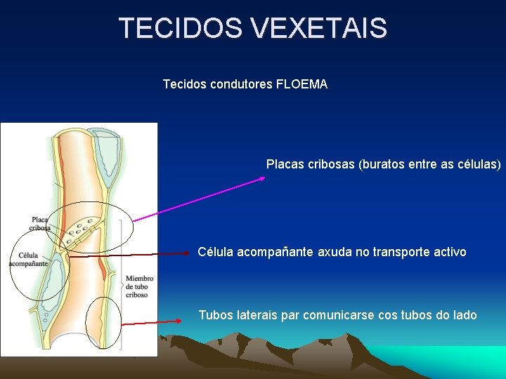 TECIDOS VEXETAIS Tecidos condutores FLOEMA Placas cribosas (buratos entre as células) Célula acompañante axuda TECIDOS VEXETAIS Tecidos condutores FLOEMA Placas cribosas (buratos entre as células) Célula acompañante axuda
