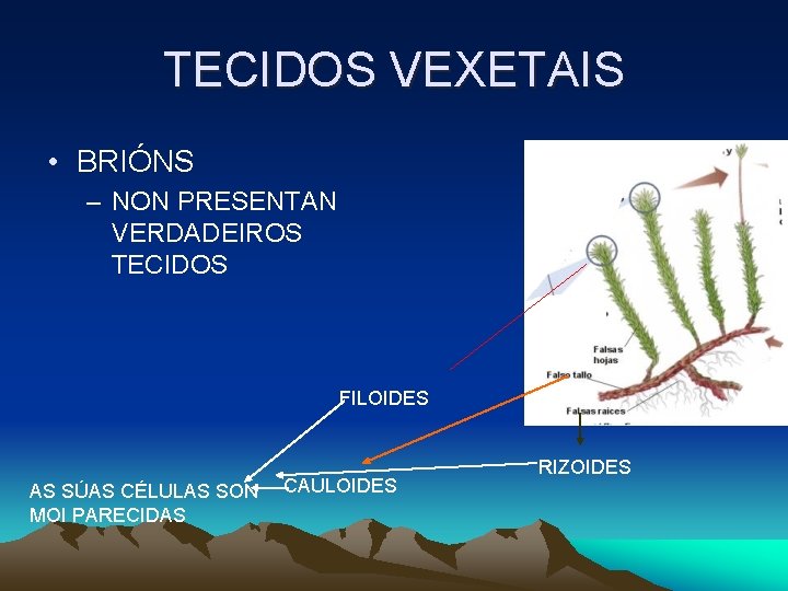 TECIDOS VEXETAIS • BRIÓNS – NON PRESENTAN VERDADEIROS TECIDOS FILOIDES AS SÚAS CÉLULAS SON TECIDOS VEXETAIS • BRIÓNS – NON PRESENTAN VERDADEIROS TECIDOS FILOIDES AS SÚAS CÉLULAS SON