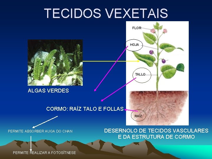 TECIDOS VEXETAIS ALGAS VERDES CORMO: RAÍZ TALO E FOLLAS PERMITE ABSORBER AUGA DO CHAN TECIDOS VEXETAIS ALGAS VERDES CORMO: RAÍZ TALO E FOLLAS PERMITE ABSORBER AUGA DO CHAN