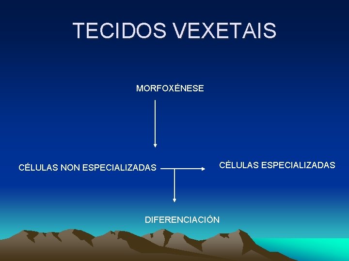 TECIDOS VEXETAIS MORFOXÉNESE CÉLULAS NON ESPECIALIZADAS CÉLULAS ESPECIALIZADAS DIFERENCIACIÓN TECIDOS VEXETAIS MORFOXÉNESE CÉLULAS NON ESPECIALIZADAS CÉLULAS ESPECIALIZADAS DIFERENCIACIÓN