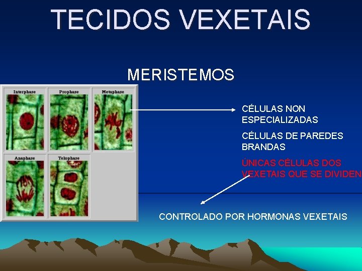 TECIDOS VEXETAIS MERISTEMOS CÉLULAS NON ESPECIALIZADAS CÉLULAS DE PAREDES BRANDAS ÚNICAS CÉLULAS DOS VEXETAIS TECIDOS VEXETAIS MERISTEMOS CÉLULAS NON ESPECIALIZADAS CÉLULAS DE PAREDES BRANDAS ÚNICAS CÉLULAS DOS VEXETAIS