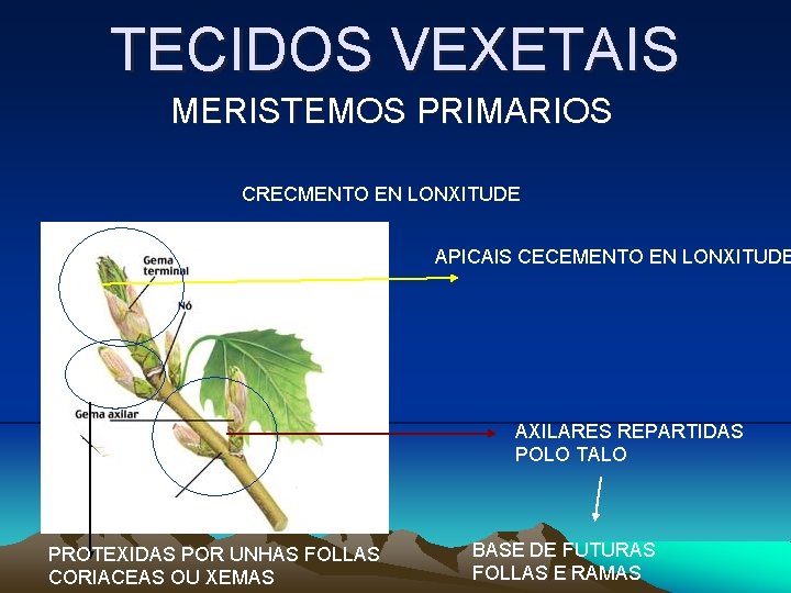 TECIDOS VEXETAIS MERISTEMOS PRIMARIOS CRECMENTO EN LONXITUDE APICAIS CECEMENTO EN LONXITUDE AXILARES REPARTIDAS POLO TECIDOS VEXETAIS MERISTEMOS PRIMARIOS CRECMENTO EN LONXITUDE APICAIS CECEMENTO EN LONXITUDE AXILARES REPARTIDAS POLO