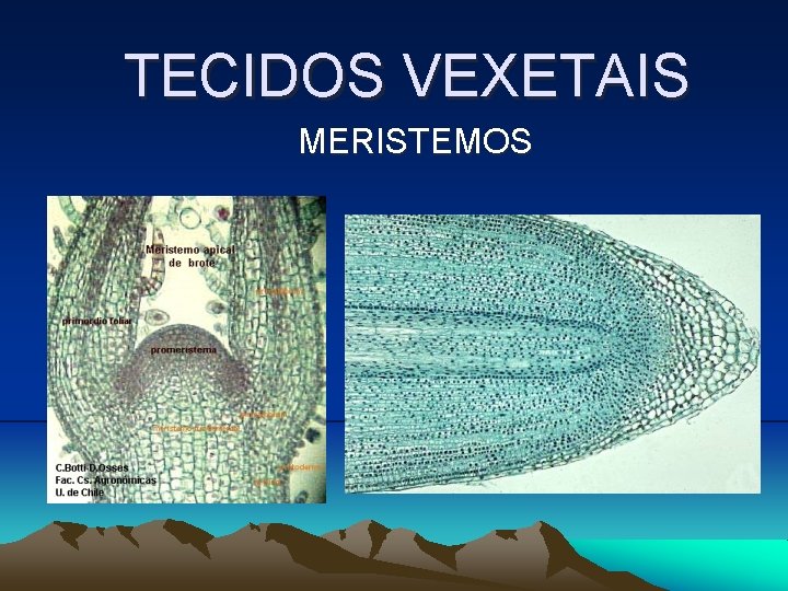 TECIDOS VEXETAIS MERISTEMOS TECIDOS VEXETAIS MERISTEMOS