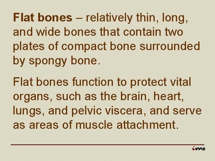 Flat bones – relatively thin, long, and wide bones that contain two plates of