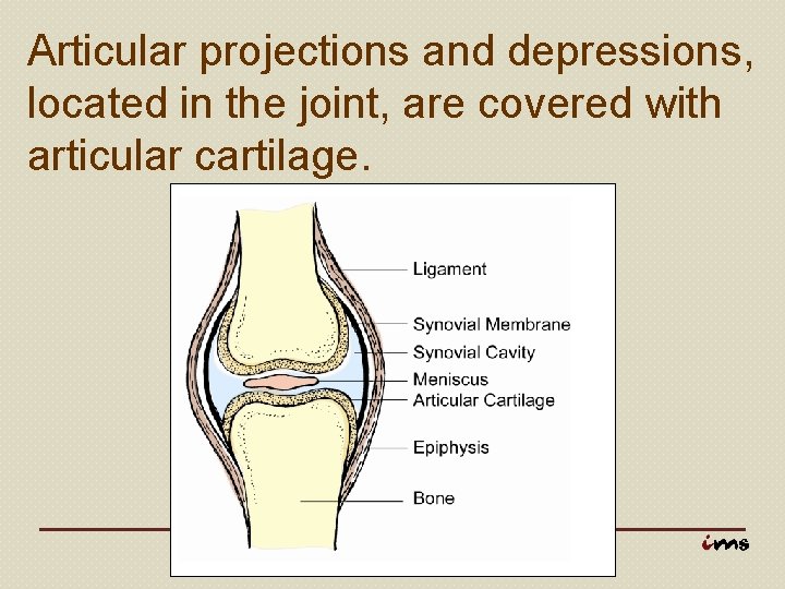 Articular projections and depressions, located in the joint, are covered with articular cartilage. 