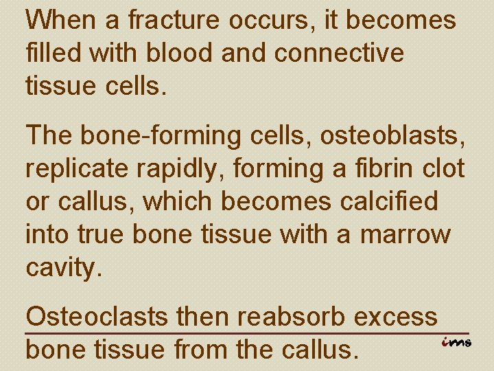 When a fracture occurs, it becomes filled with blood and connective tissue cells. The