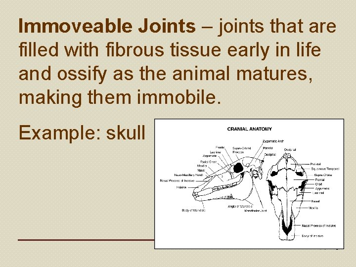 Immoveable Joints – joints that are filled with fibrous tissue early in life and