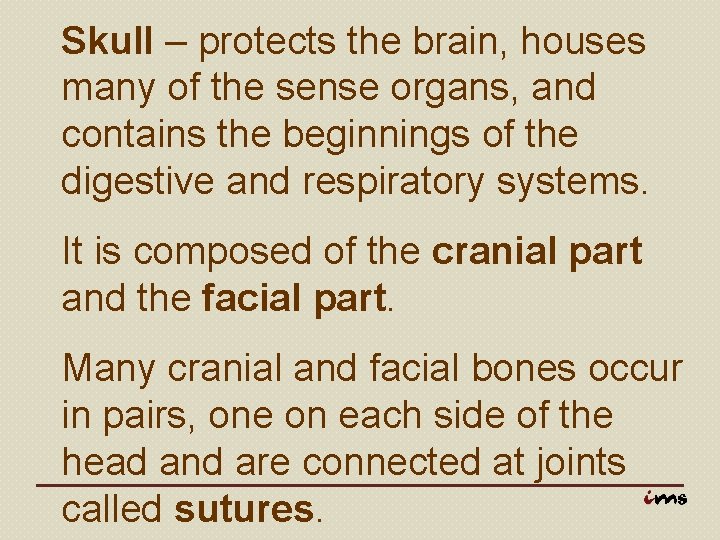 Skull – protects the brain, houses many of the sense organs, and contains the