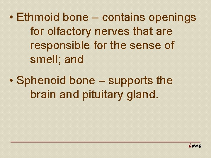  • Ethmoid bone – contains openings for olfactory nerves that are responsible for