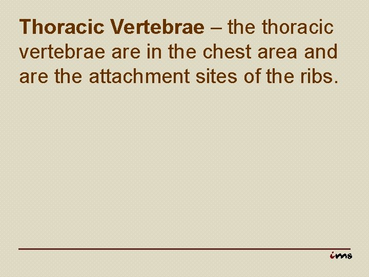 Thoracic Vertebrae – the thoracic vertebrae are in the chest area and are the