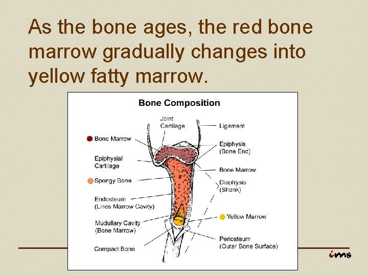 As the bone ages, the red bone marrow gradually changes into yellow fatty marrow.