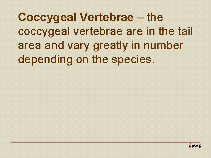 Coccygeal Vertebrae – the coccygeal vertebrae are in the tail area and vary greatly