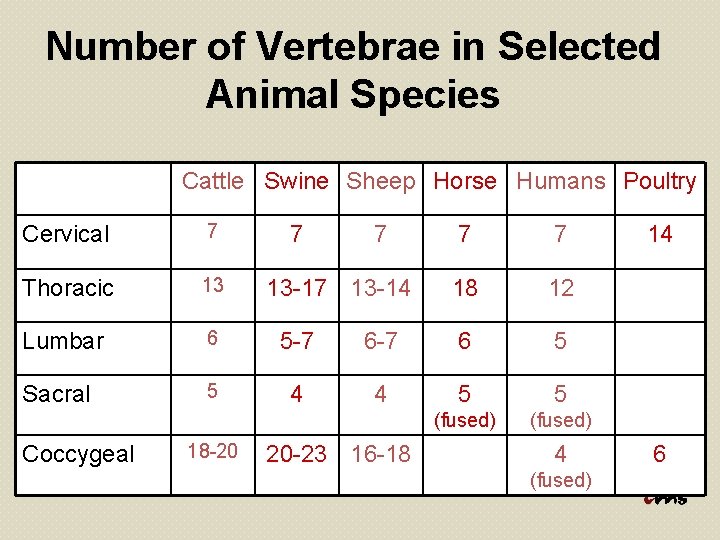 Number of Vertebrae in Selected Animal Species Cattle Swine Sheep Horse Humans Poultry Cervical