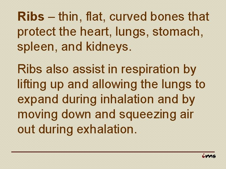 Ribs – thin, flat, curved bones that protect the heart, lungs, stomach, spleen, and